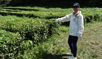 秋冬番茶（しゅうとうばんちゃ）』収穫前の茶畑に訪問・作業体験をしました！の写真