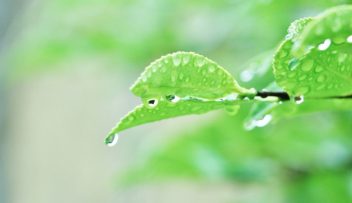 穀雨の写真