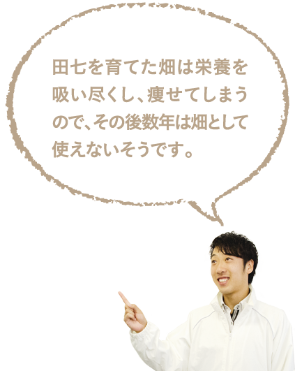 田七を育てた畑は栄養を吸い尽くし、痩せてしまうので、その後数年は畑として使えないそうです。