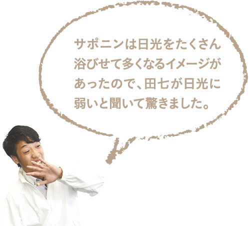 サポニンは日光をたくさん浴びせて多くなるイメージがあったので、田七が日光に弱いと聞いて驚きました。