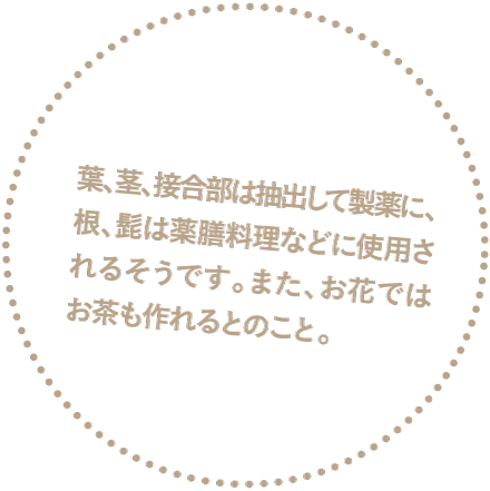 葉、茎、接合部は抽出して製薬に、根、髭は薬膳料理などに使用されるそうです。