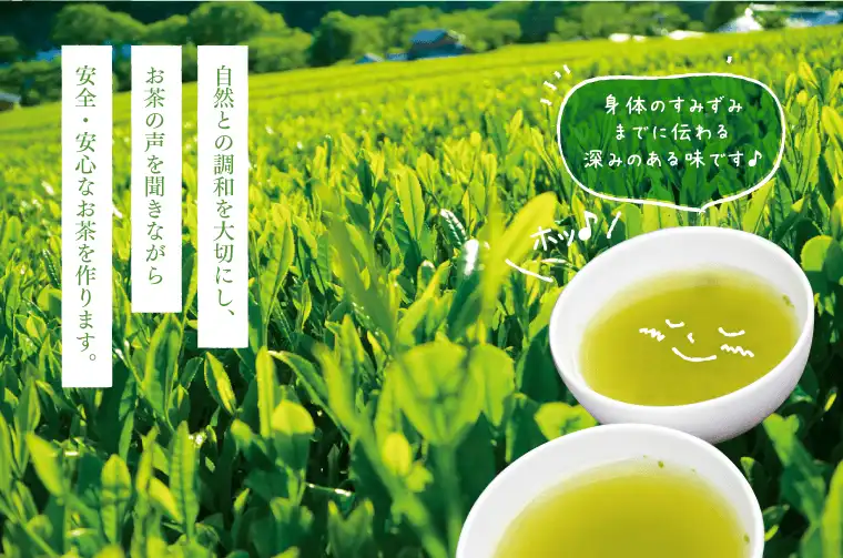 緑茶ページ 向島園茶の商品ページ│白井田七