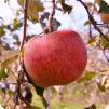 白井無農薬ふじりんごの写真のサムネイル1