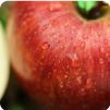 白井無農薬ふじりんごの写真のサムネイル2