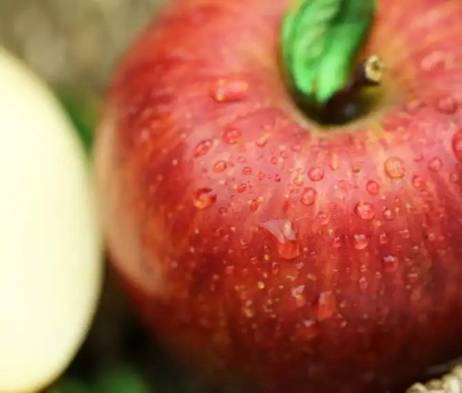 白井無農薬ふじりんごの商品ページ 和漢の森