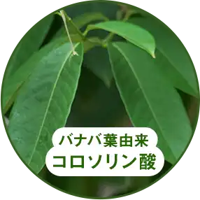 バナバ葉由来コロソリン酸