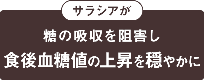サラシアが糖の吸収を阻害し食後血糖値の上昇を抑制