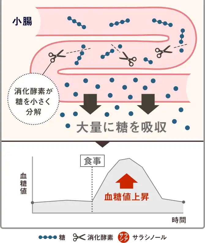 大量に糖を吸収