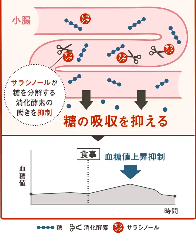 糖の吸収を抑える