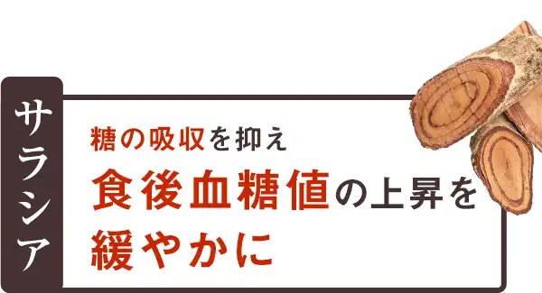 サラシア 糖の吸収を抑え食後血糖値の上昇を緩やかに