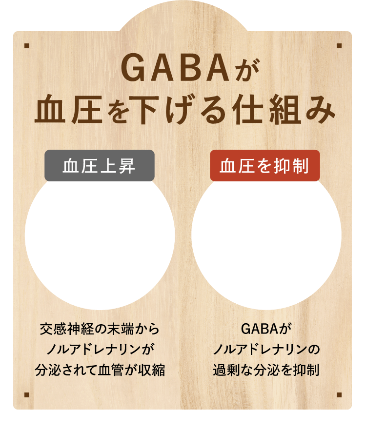 GABAが血圧を下げる仕組み
