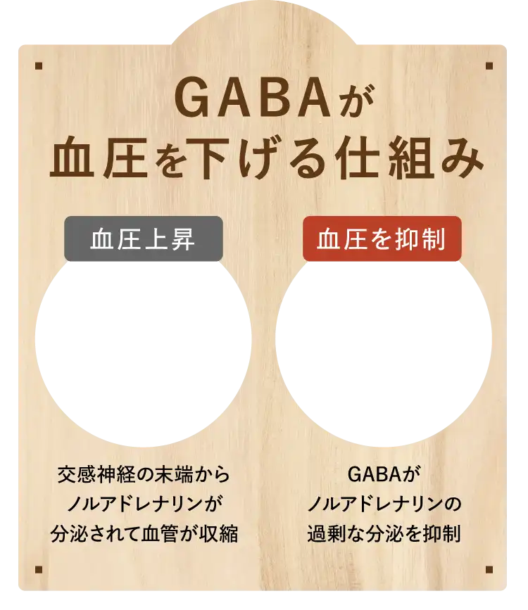 GABAが血圧を下げる仕組み