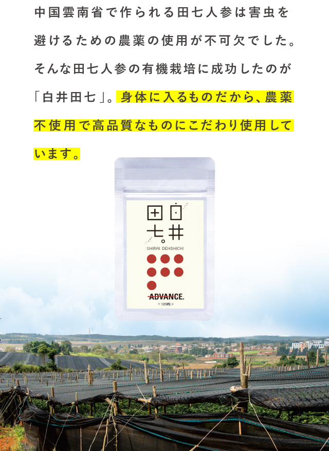 白井田七