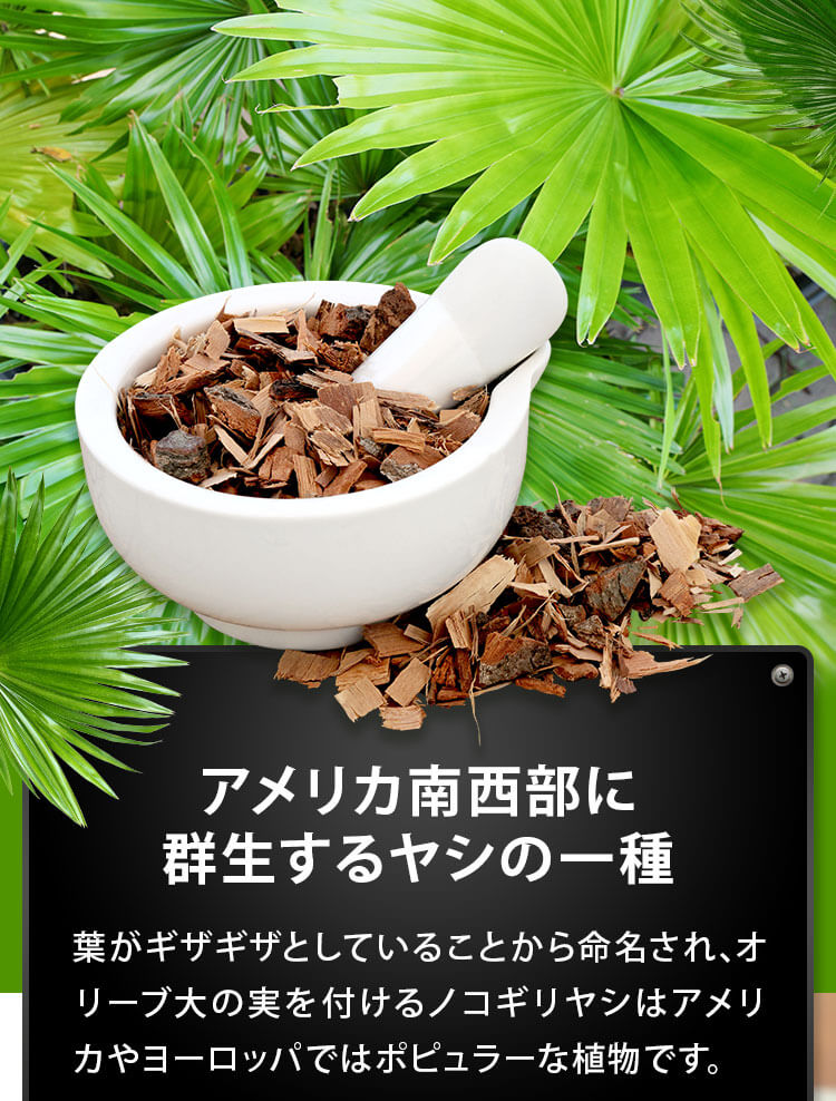 アメリカ南西部に群生するヤシの一種