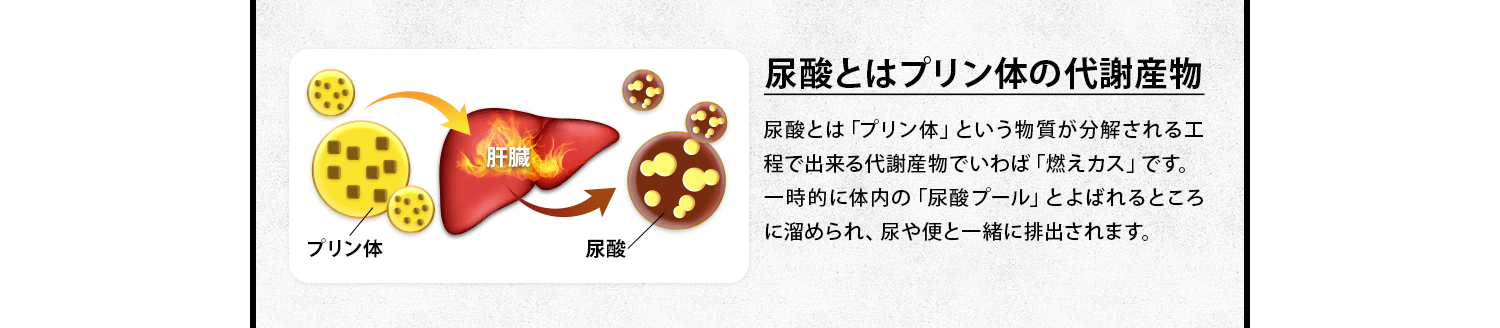 尿酸とはプリン体の代謝生物