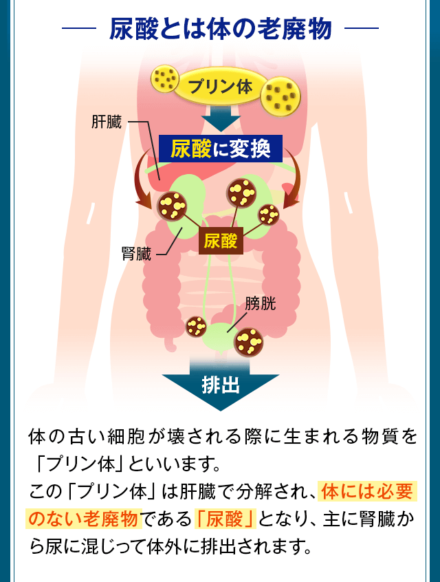 尿酸とは体の老廃物