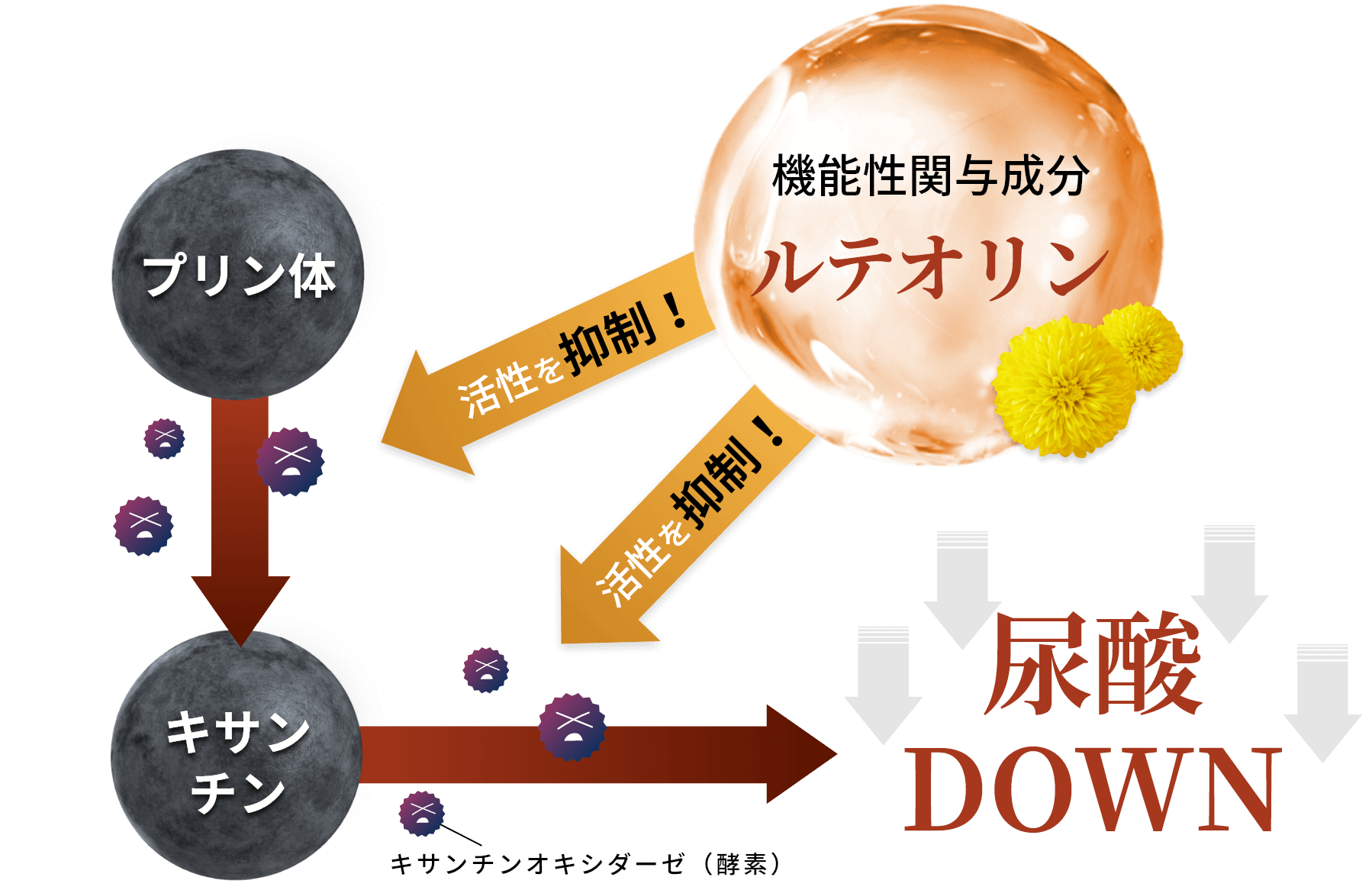 Ent-カウレン酸オキシダーゼ