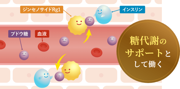 糖代謝のサポートとして働く