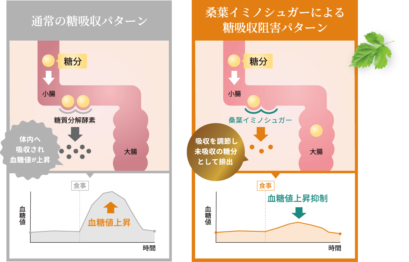 桑葉イミノシュガーによる糖吸収阻害パターン