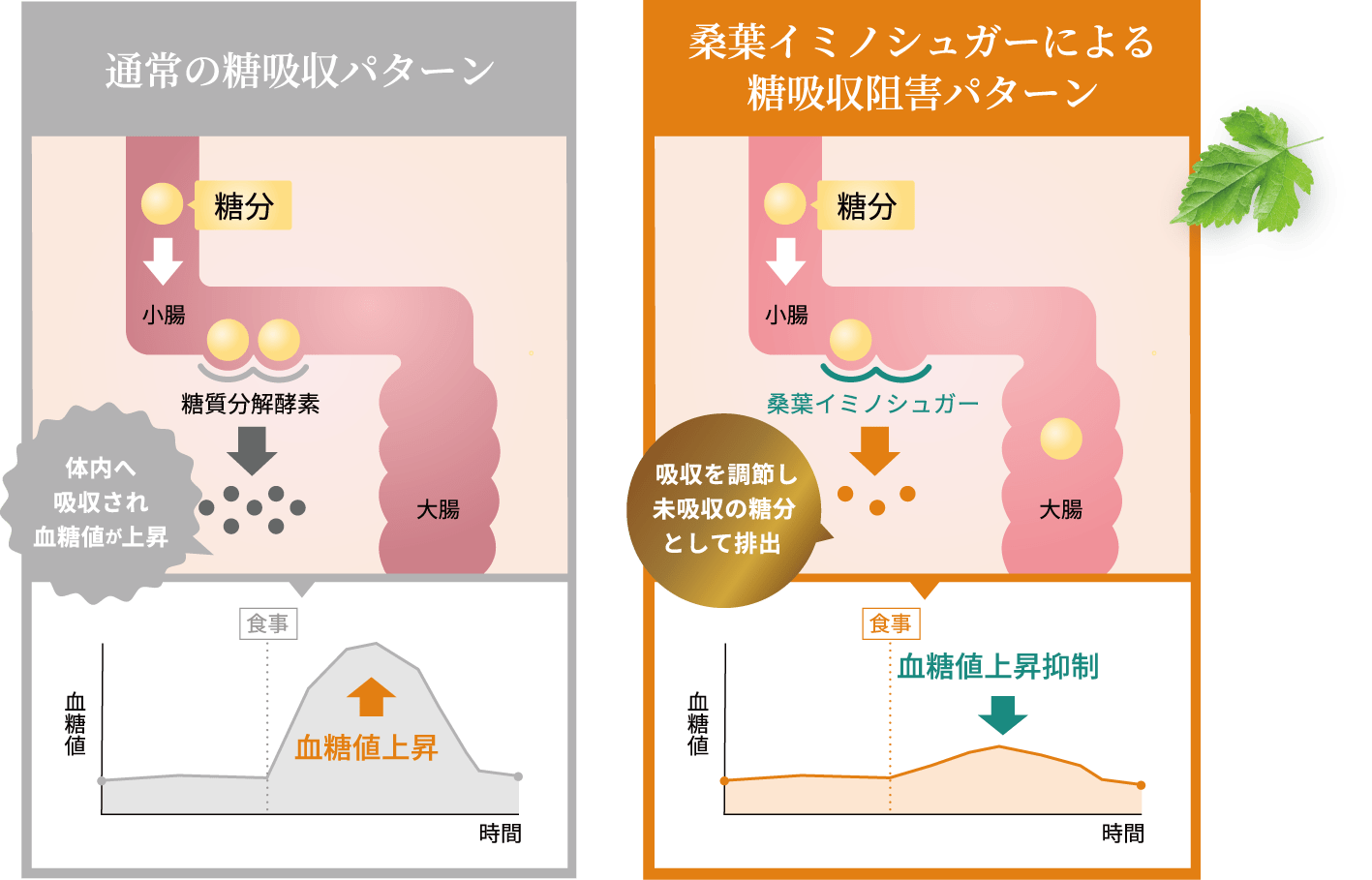  桑葉イミノシュガーによる糖吸収阻害パターン