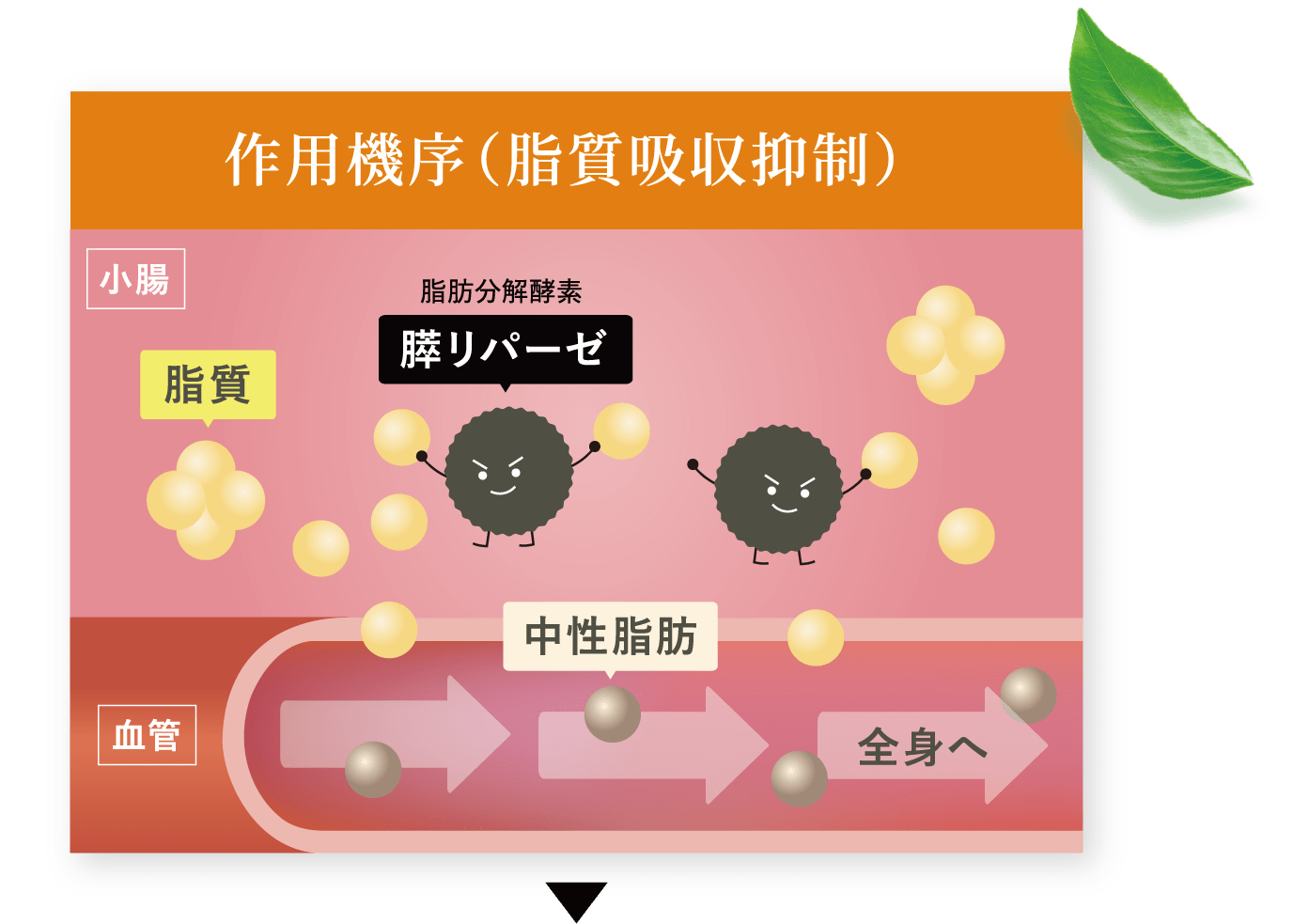 作用機序(脂質吸収抑制)