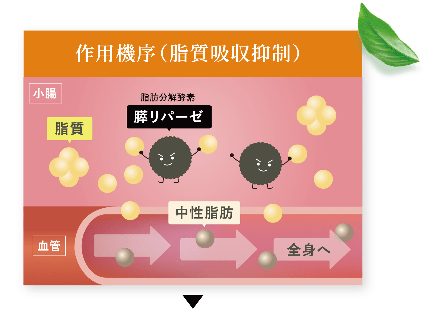  作用機序（脂質吸収抑制）