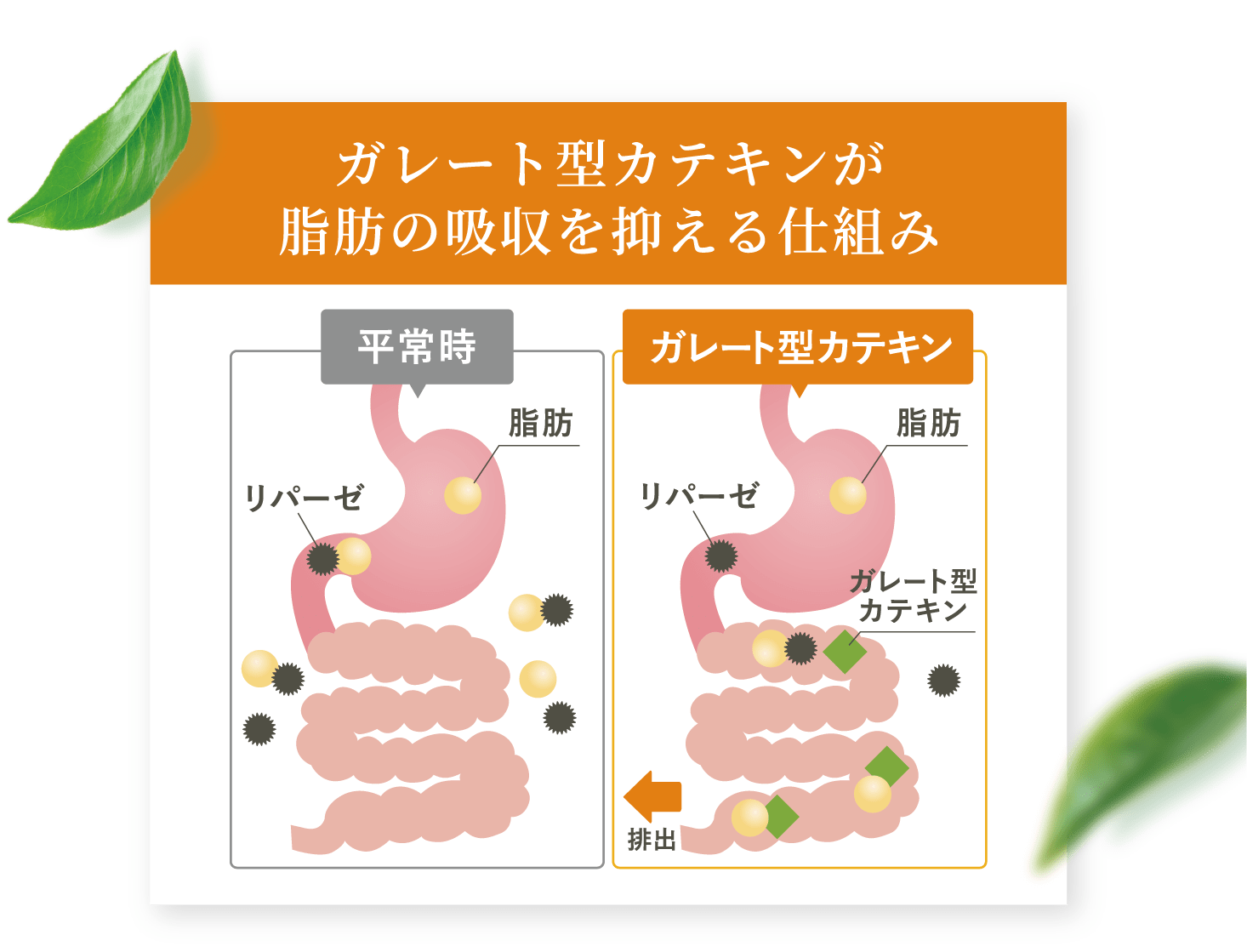 ガレート型カテキンが脂肪の吸収を抑える仕組み