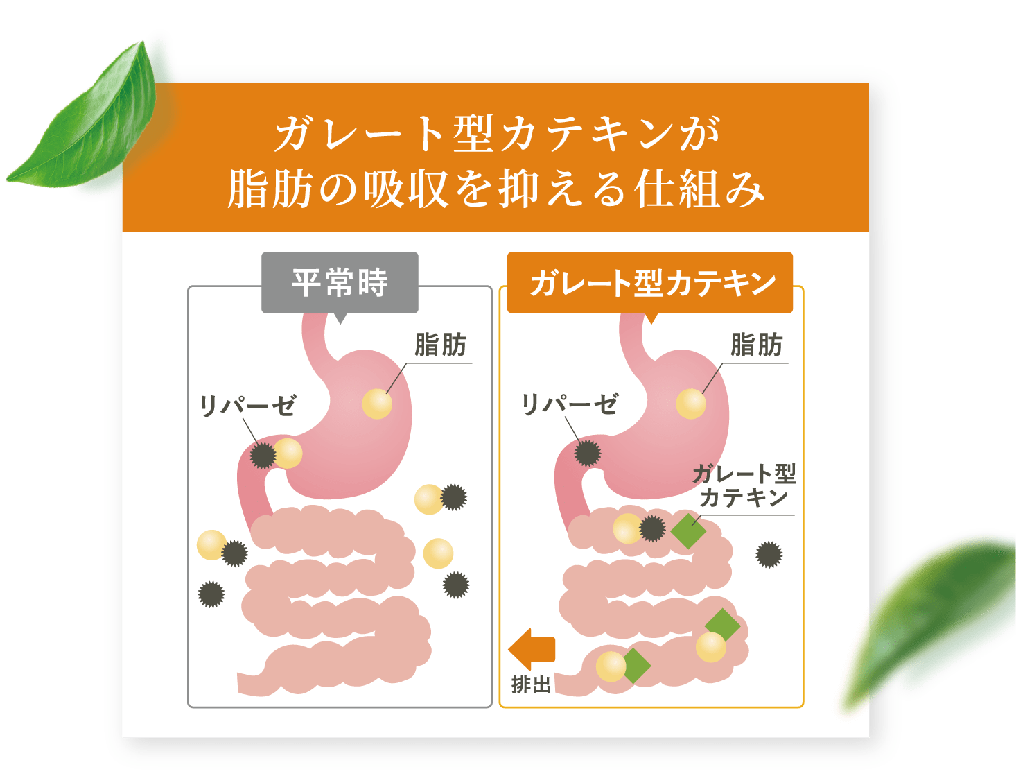  ガレート型カテキンが脂肪の吸収を抑える仕組み