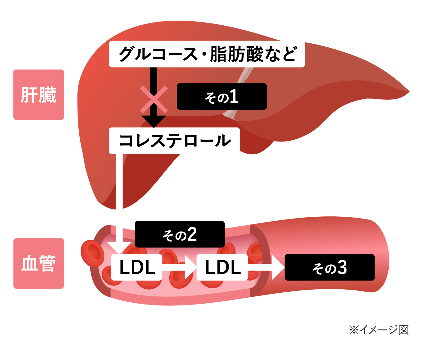 リコピンがLDLコレステロールを下げる3つの仕組みの図