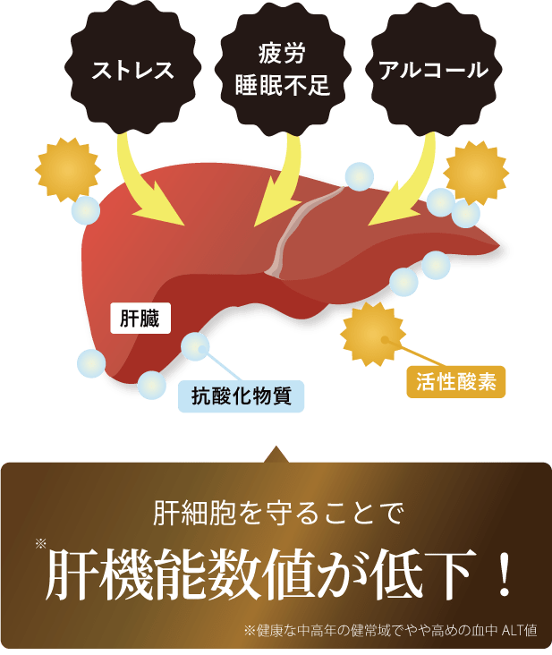 肝細胞を守ることで肝機能数値が低下!