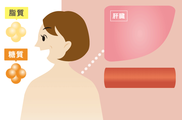 糖質と資質が体内に吸収される様子