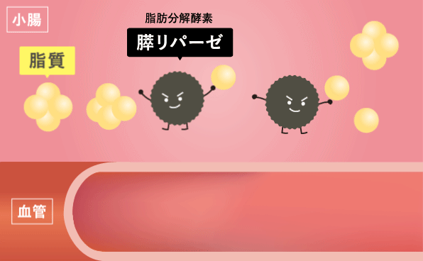 資質が中性脂肪に変わるまで