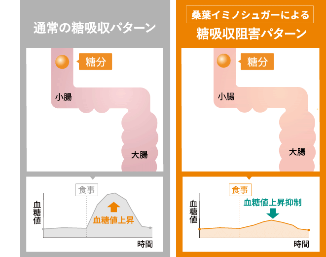 糖質と資質が体内に吸収される様子