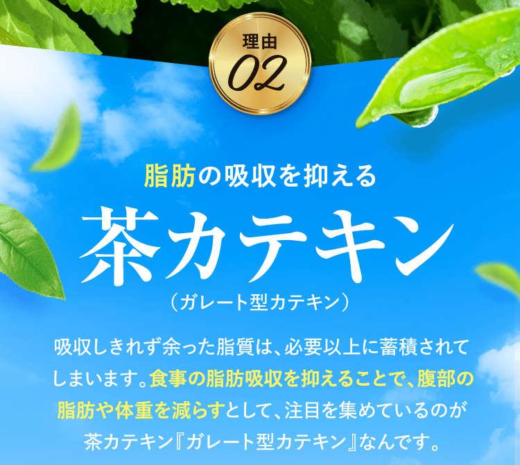 脂肪の吸収を抑える 茶カテキン