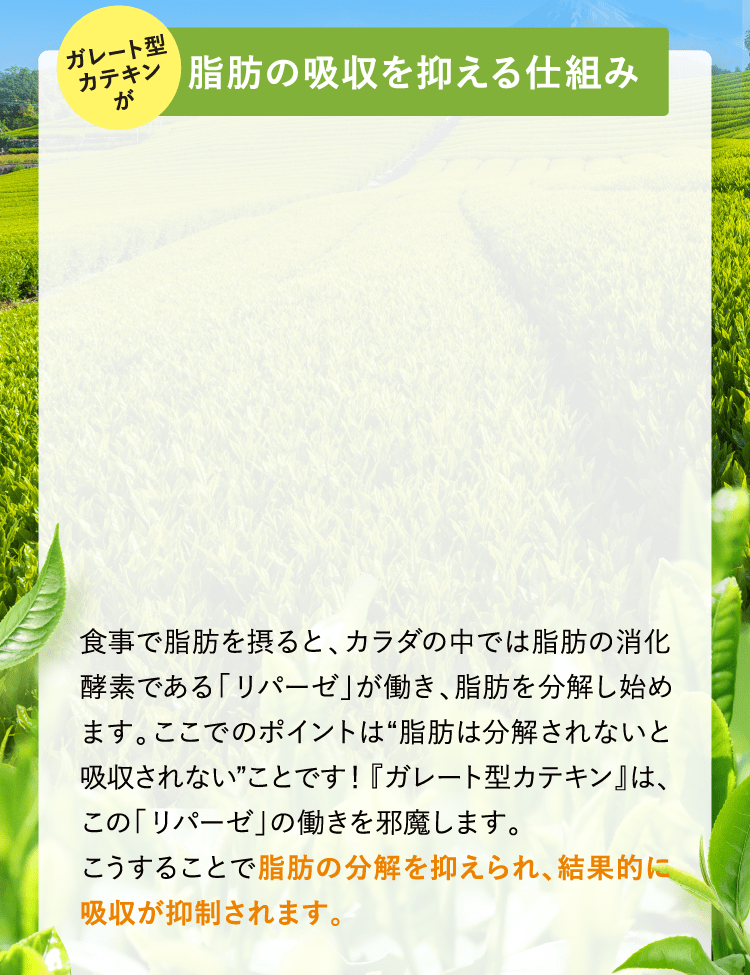 脂肪の吸収を抑える仕組み