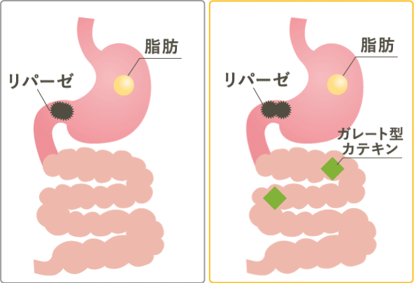 糖質と資質が体内に吸収される様子