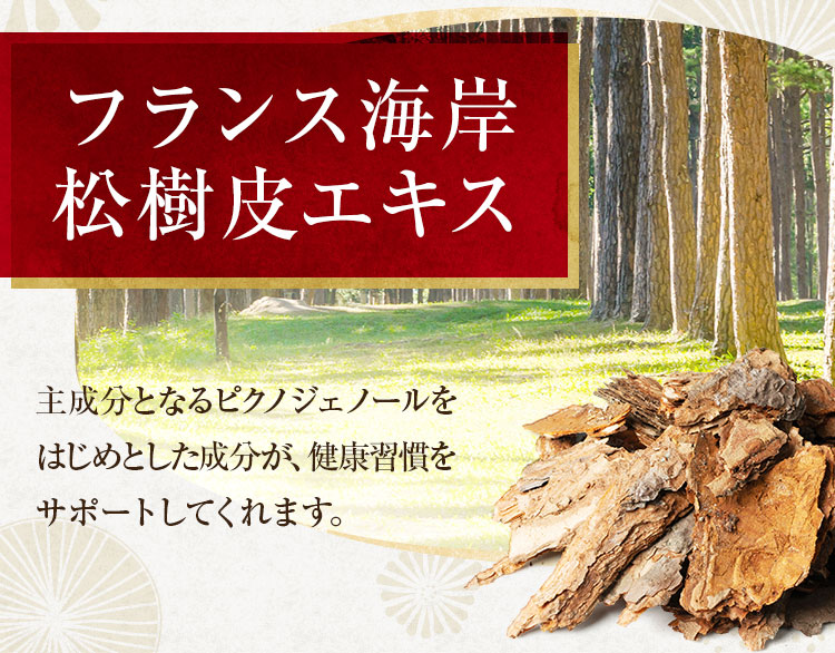 フランス海岸松樹皮エキス
