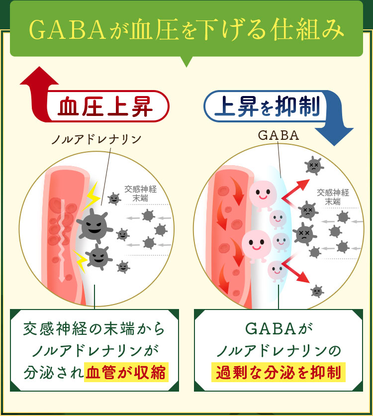 GABAが血圧を下げる仕組み