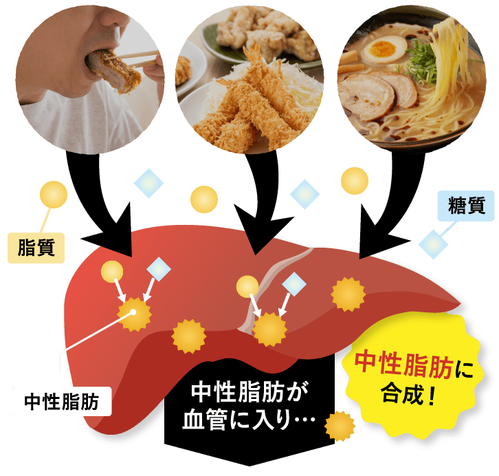 中性脂肪が血管に入り…