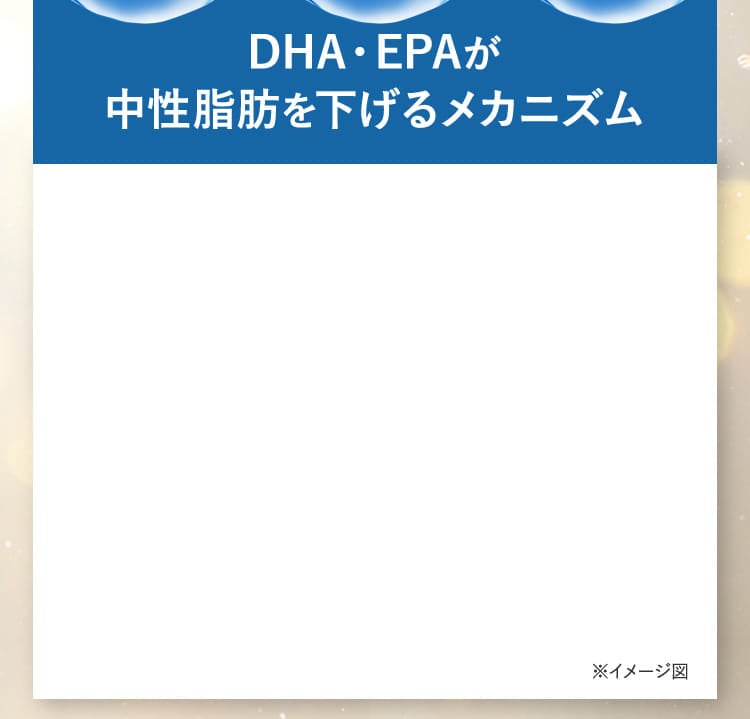DHA・EPAが中性脂肪を下げるメカニズム