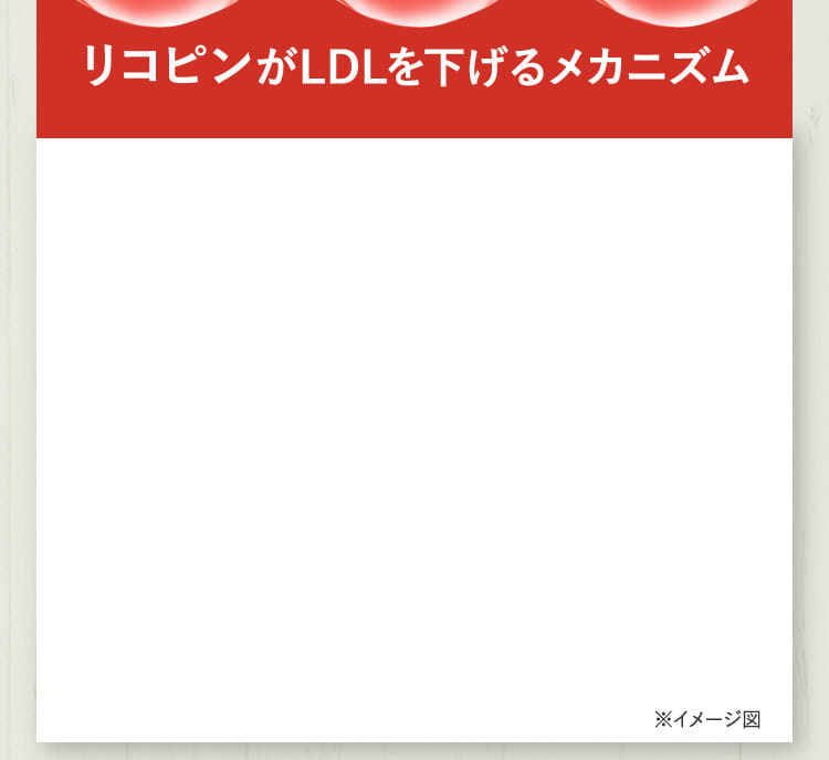 リコピンがLDLを下げるメカニズム